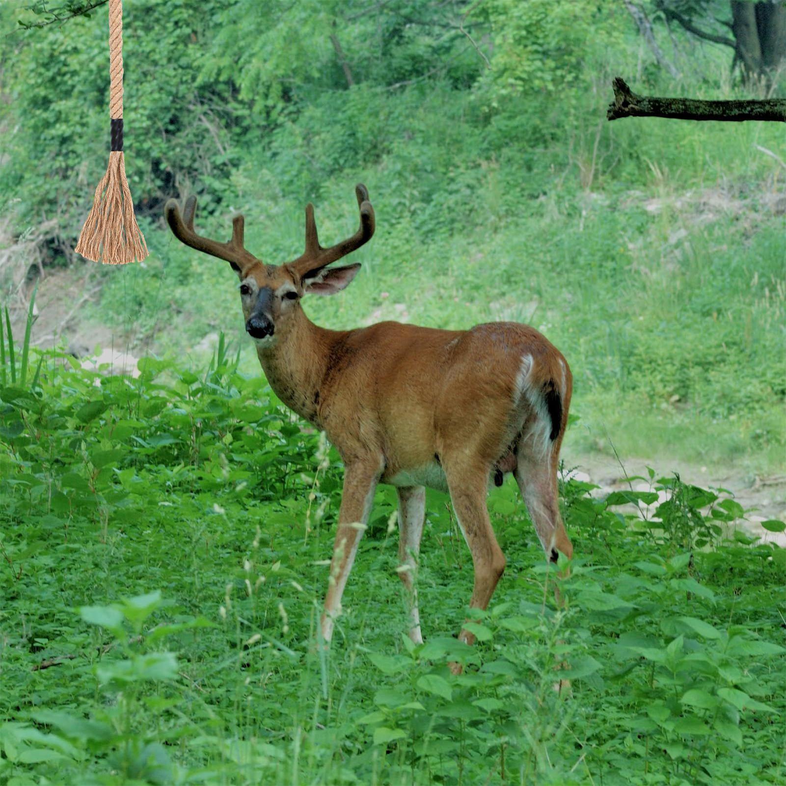 Raspe de veado eficaz de longa - Deer Attractant Scent avaliação e preço